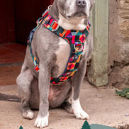 Aurora Adventure Harness 2.0