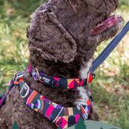 Lagoon Comfort Collar