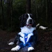 TrekBright® Dog Safety Light