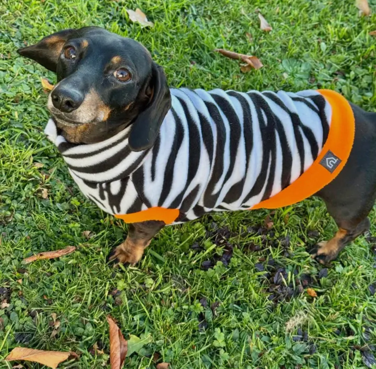 Dachshund Wild Range Fleece Suits with 4 Legs