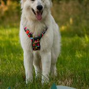 Aurora Adventure Harness 2.0