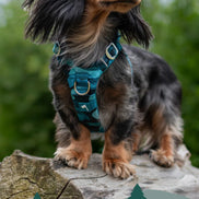 Aurora Adventure Harness 2.0