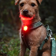 TrekBright® Dog Safety Light
