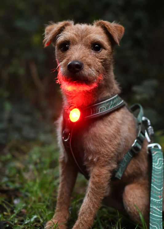 TrekBright® Dog Safety Light