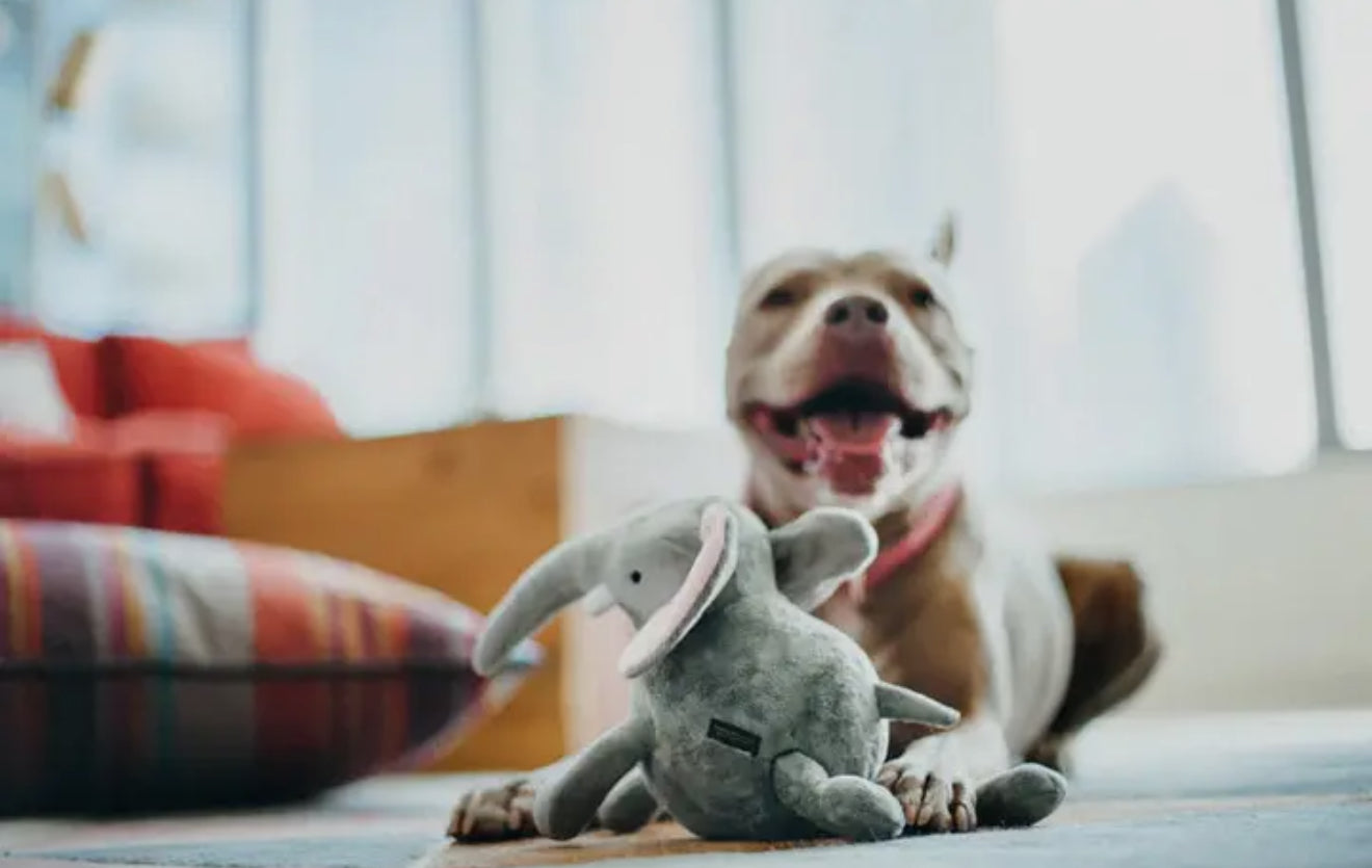 Big Five of Africa - Elephant