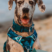 Lagoon Comfort Collar