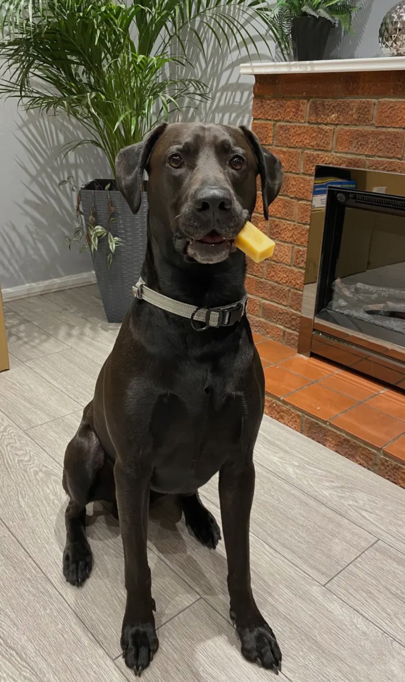 K2 Yak Chews 100% Natural Longer Lasting Dog Treats Xx-Large