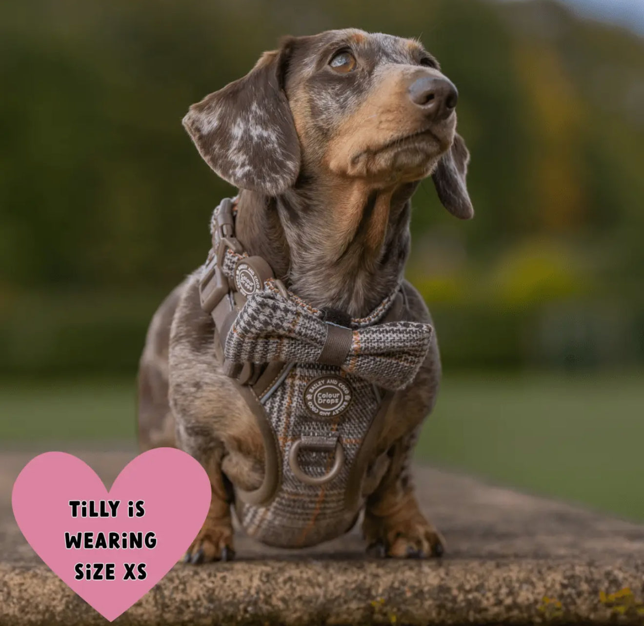 Bailey & Coco Trail & Glow Tweed Dog Harness - Colour Drops - Heritage Plaid