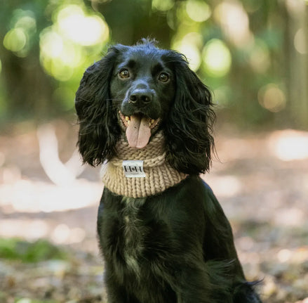 Hetty and Huxley Luxury Hand Knitted Dog Snood