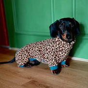 Dachshund Wild Range Fleece Suits with 4 Legs