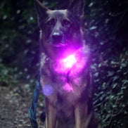 TrekBright® Dog Safety Light