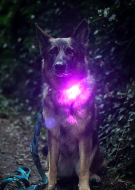 TrekBright® Dog Safety Light