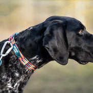 Elixir Comfort Collar
