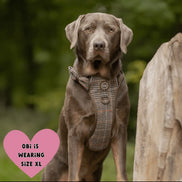 Bailey & Coco Trail & Glow Tweed Dog Harness - Colour Drops - Heritage Plaid