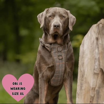 Bailey & Coco Trail & Glow Tweed Dog Harness - Colour Drops - Heritage Plaid