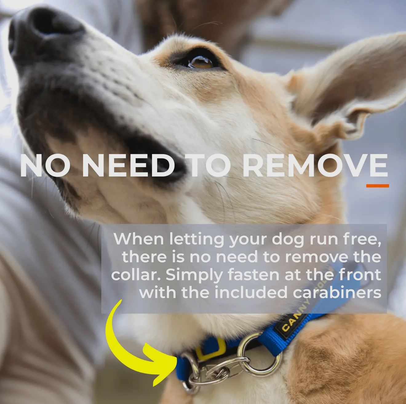 Canny Colossus No Pull Dog Headcollar - Large, Giant Breeds