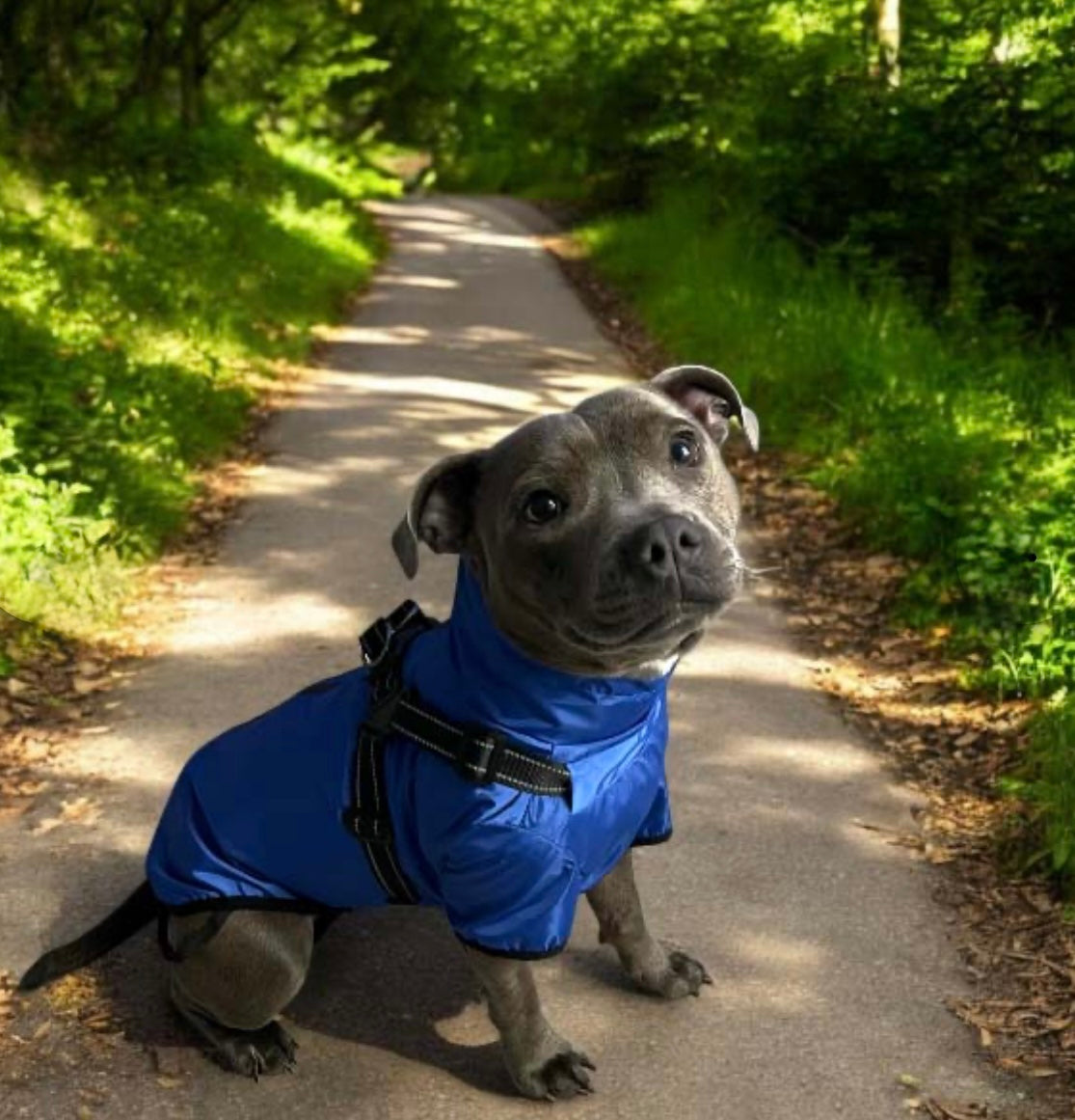 Verano - Lightweight Waterproof Dog Coat with Built in Harness