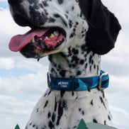 Lagoon Comfort Collar