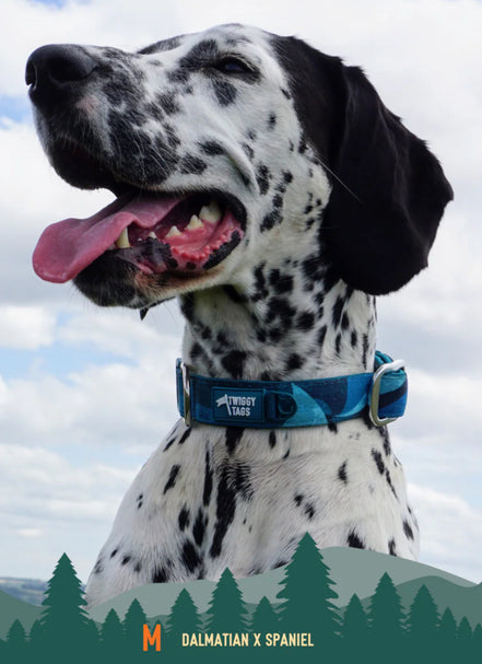 Lagoon Comfort Collar