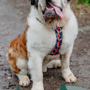 Aurora Adventure Harness 2.0