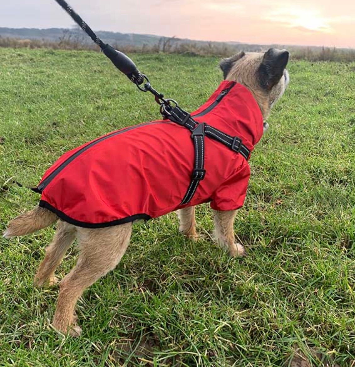 Verano - Lightweight Waterproof Dog Coat with Built in Harness