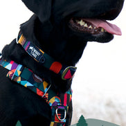 Lagoon Comfort Collar