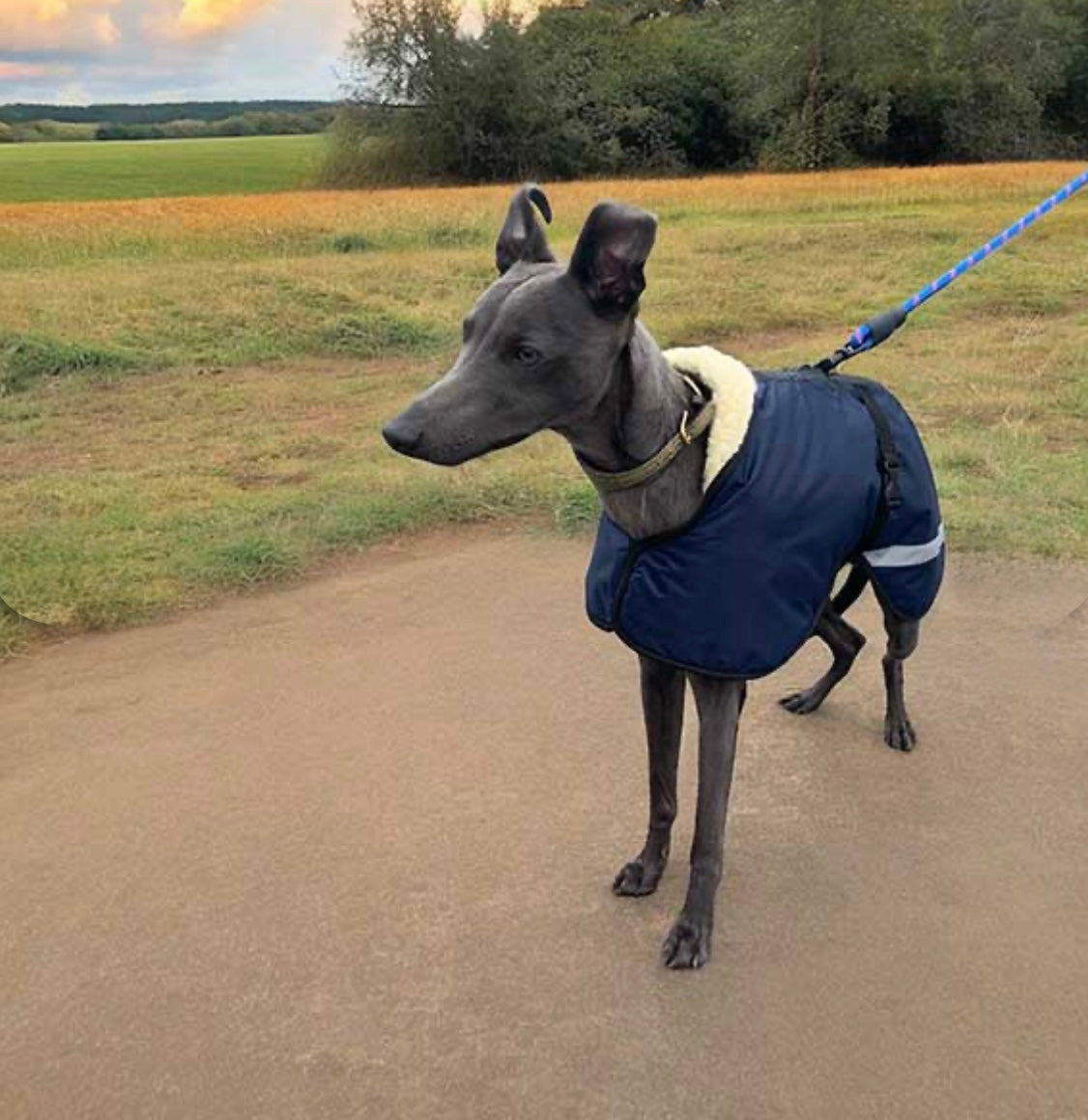 Sherpa - Fleece Lined Sighthound Coat - Harness Hole - No Velcro