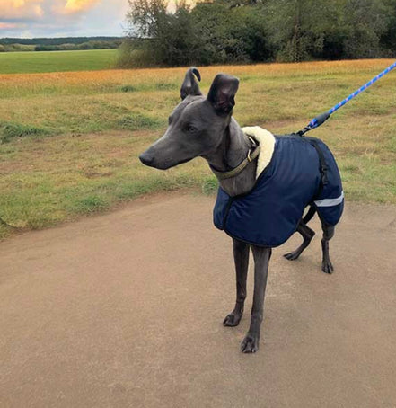 Sherpa - Fleece Lined Sighthound Coat - Harness Hole - No Velcro
