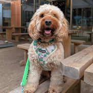 Oh My Dog Signature Checkerboard Harness & Lead Set – Summer Green