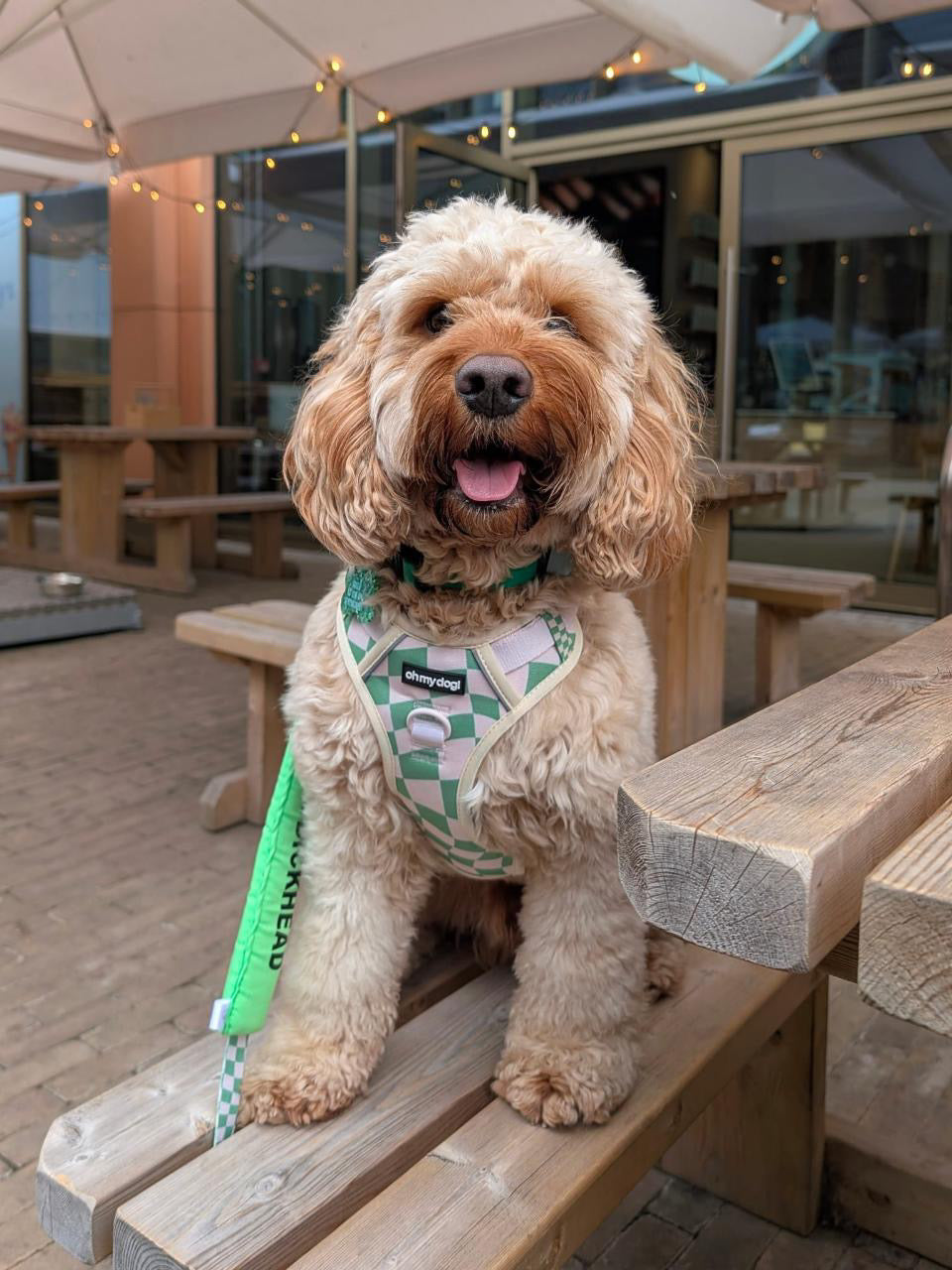Oh My Dog Signature Checkerboard Harness & Lead Set – Summer Green