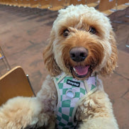 Oh My Dog Signature Checkerboard Harness & Lead Set – Summer Green