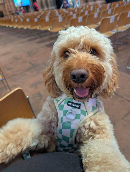 Oh My Dog Signature Checkerboard Harness & Lead Set – Summer Green