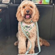 Oh My Dog Signature Checkerboard Harness & Lead Set – Summer Green