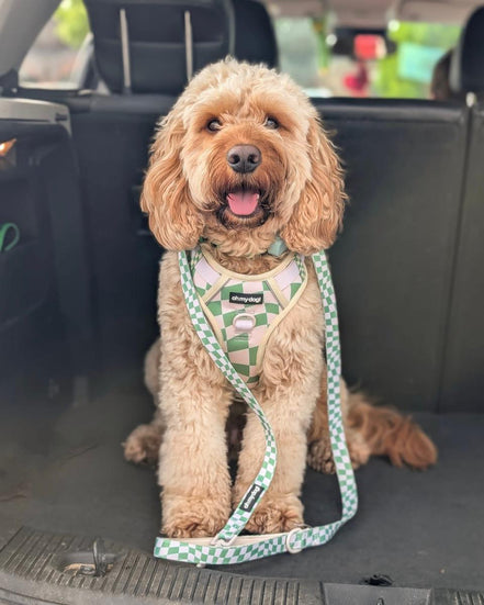 Oh My Dog Signature Checkerboard Harness & Lead Set – Summer Green