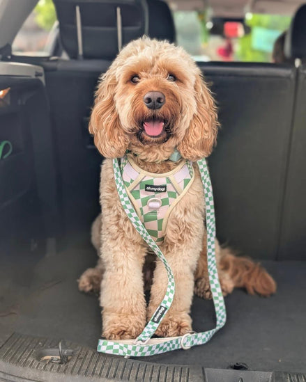 Oh My Dog Signature Checkerboard Harness & Lead Set – Summer Green