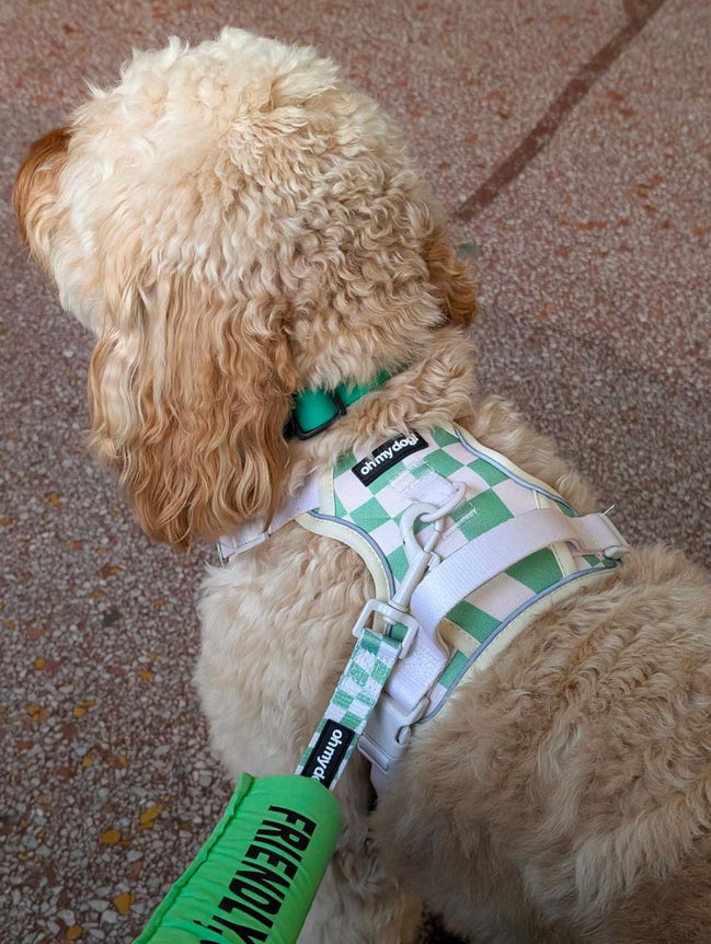 Oh My Dog Signature Checkerboard Harness & Lead Set – Summer Green