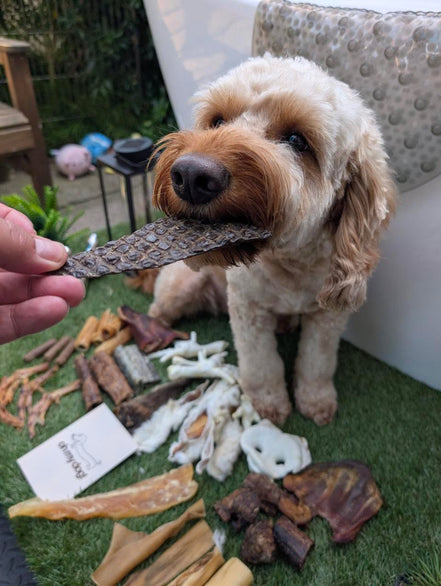 Natural Dog Subscription Box