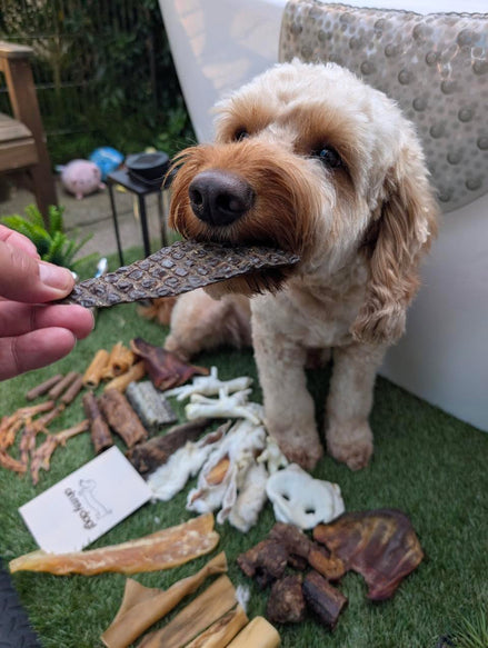 Natural Dog Subscription Box