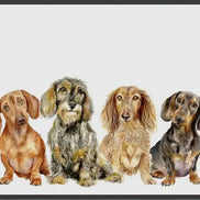 Chums, Dachshund, Insulated Water Bottle, Keeps Your Drink Hot or Cold