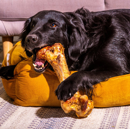 Ostrich Bone
