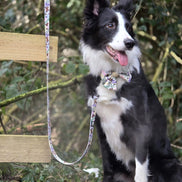Dog Lead - Bumbles & Butterflies