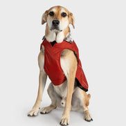 Burnt Orange Dog Coat