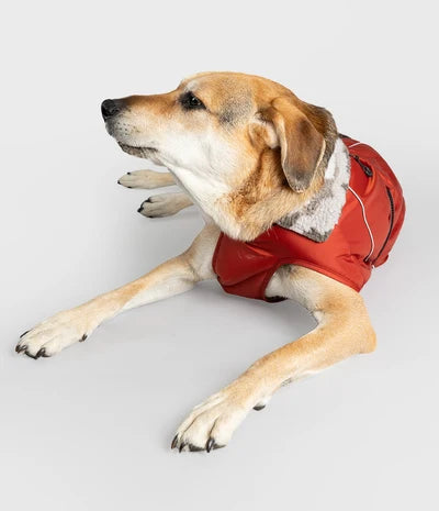 Burnt Orange DRYROBE Dog
