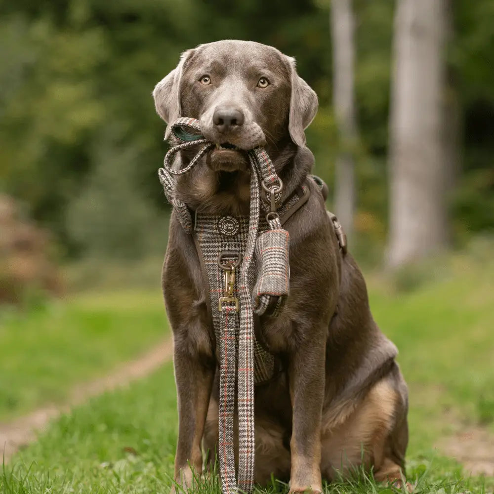 Bailey and Coco Dog Lead 5ft - Colour Drops - Heritage Plaid