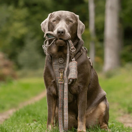 Bailey and Coco Dog Lead 5ft - Colour Drops - Heritage Plaid