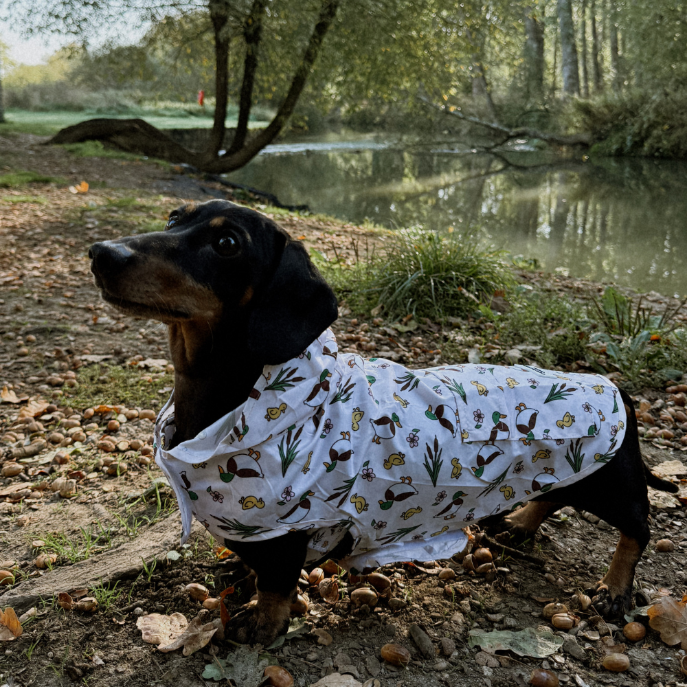 Dog Raincoat - Puddle Pup: S