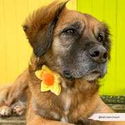 Spring Daffodil Collar Flower
