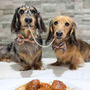 Disney© Bow Tie - Disney Dogs: Regular