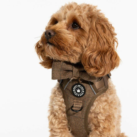 Trail & Glow Tweed Dog Harness - Oxford Tweed: M