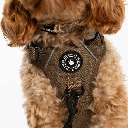 Adjustable Collar - Oxford Tweed: XS
